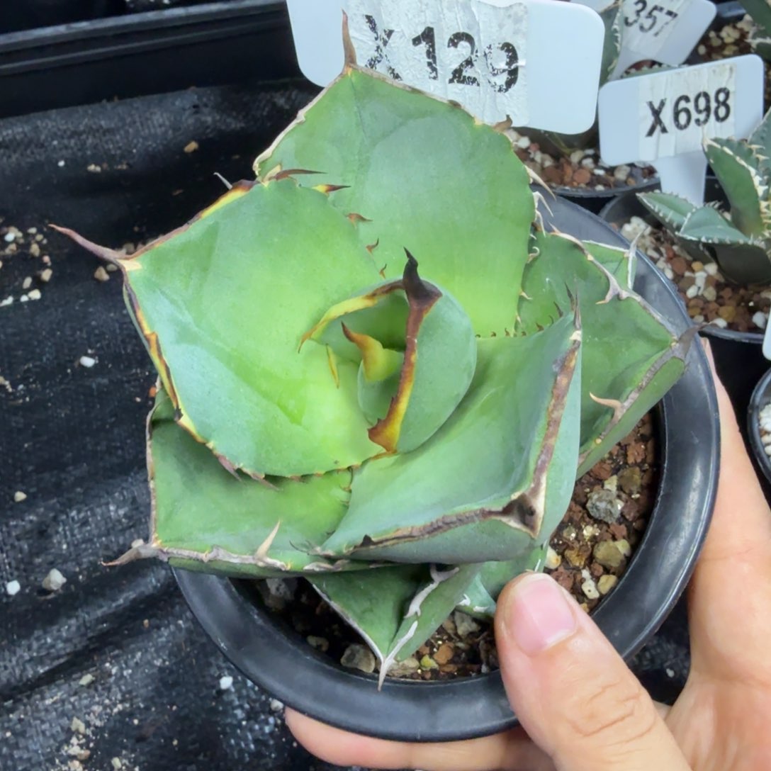 西***著福利圣剑……脱土发