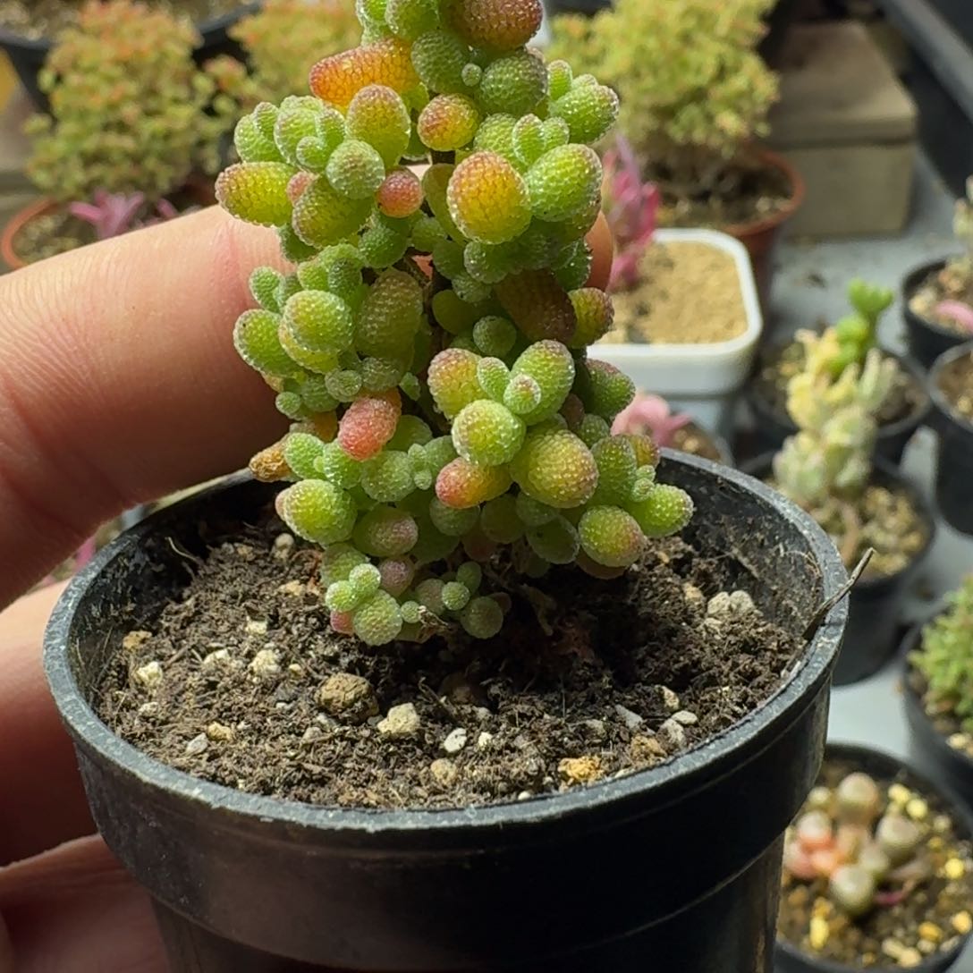 金桔 多肉植物枝干