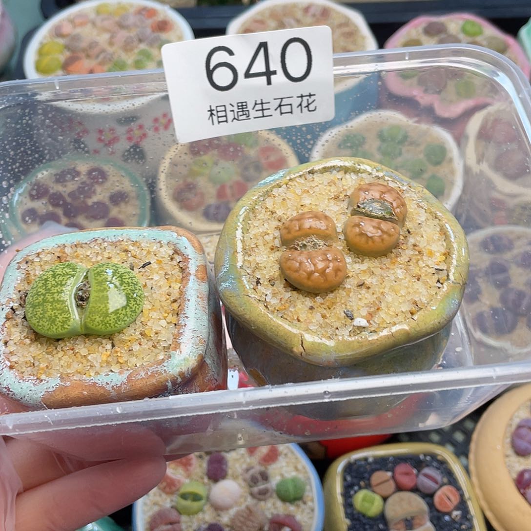 相遇生石花专拍640