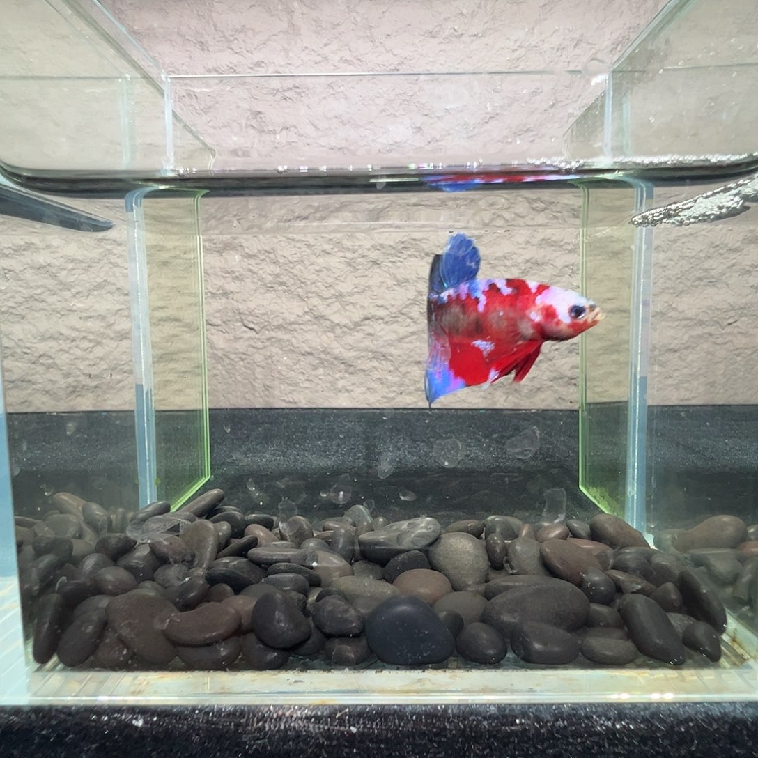 斗鱼阿浩泰斗24日91