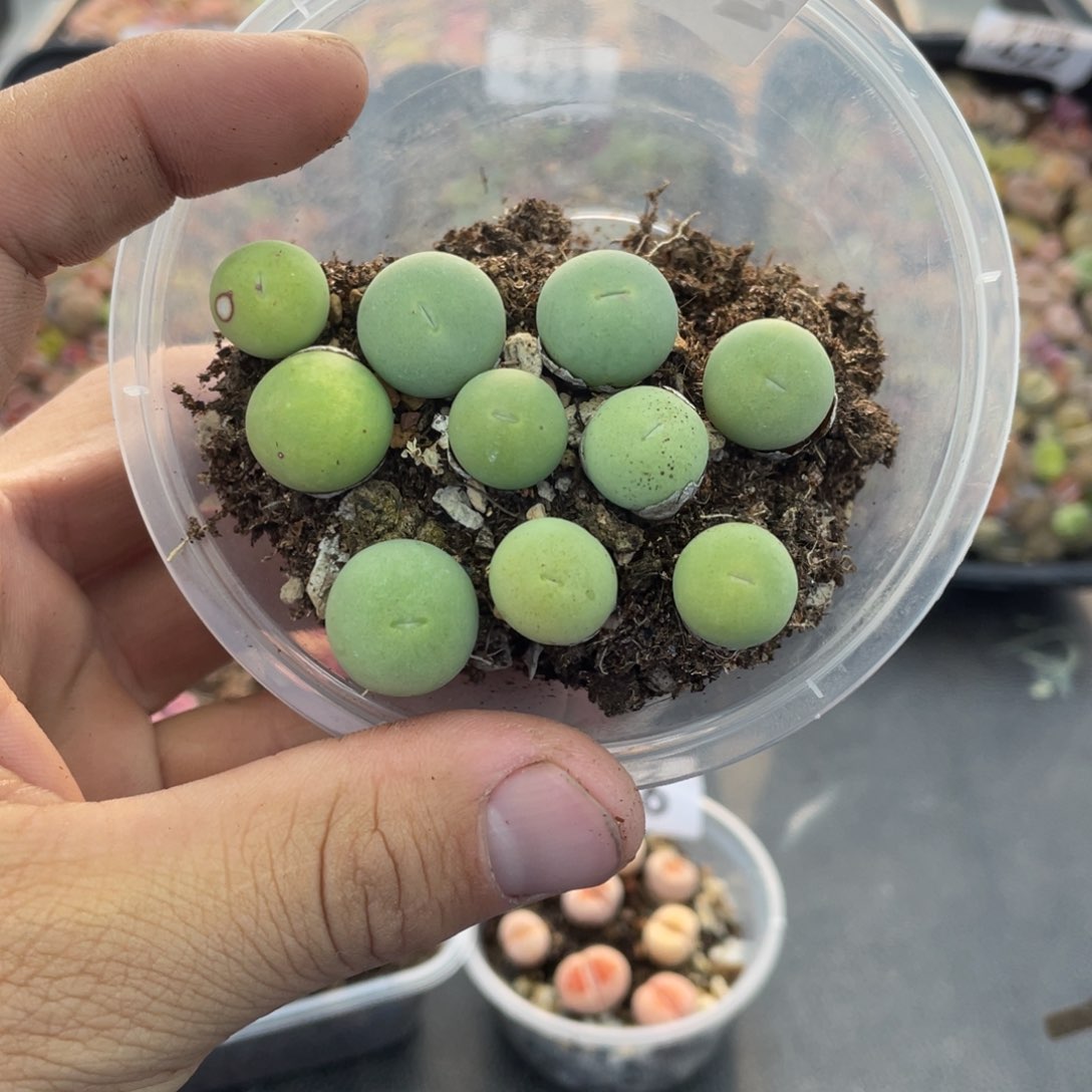 红陶0000000000000000427