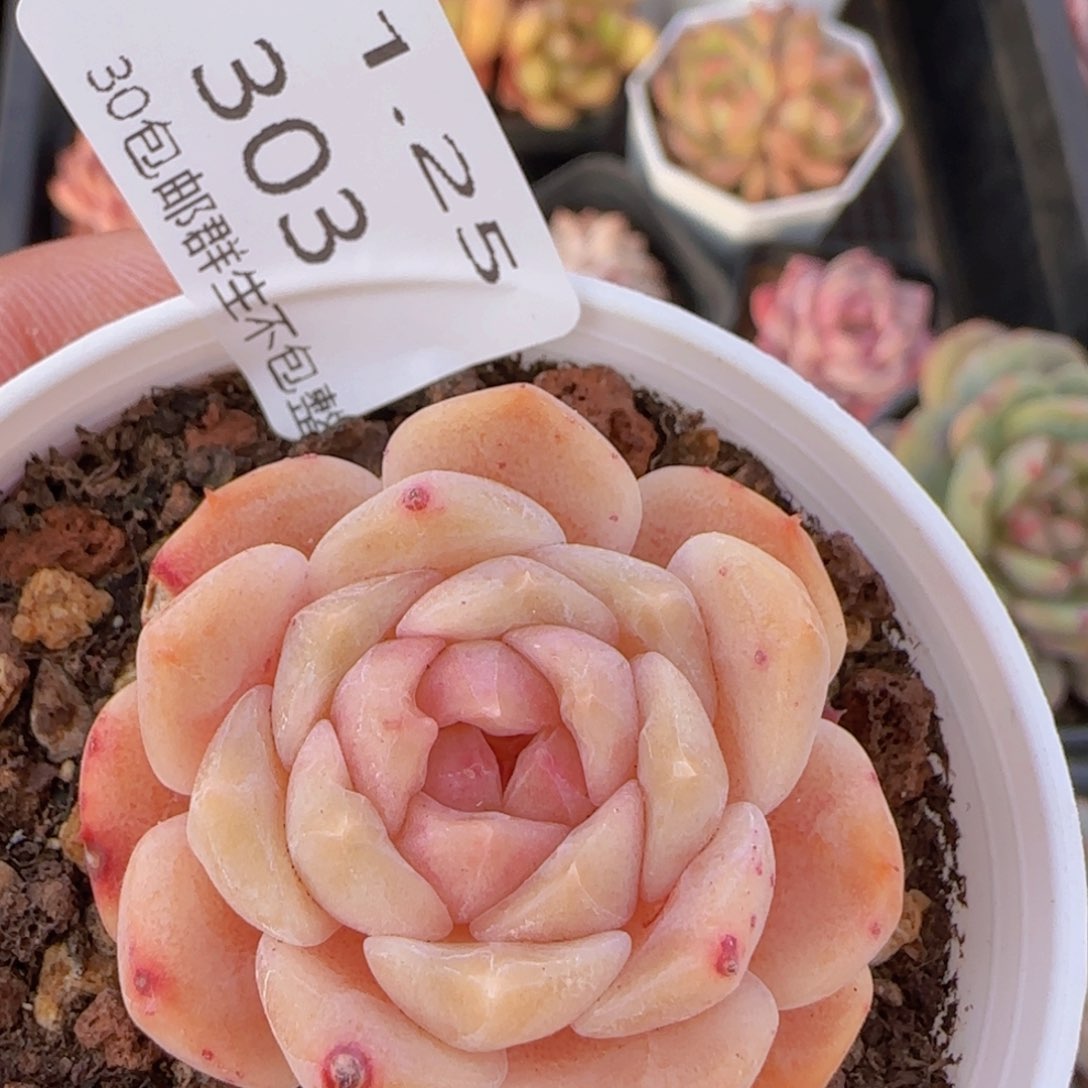 纯爱石化单头一颗