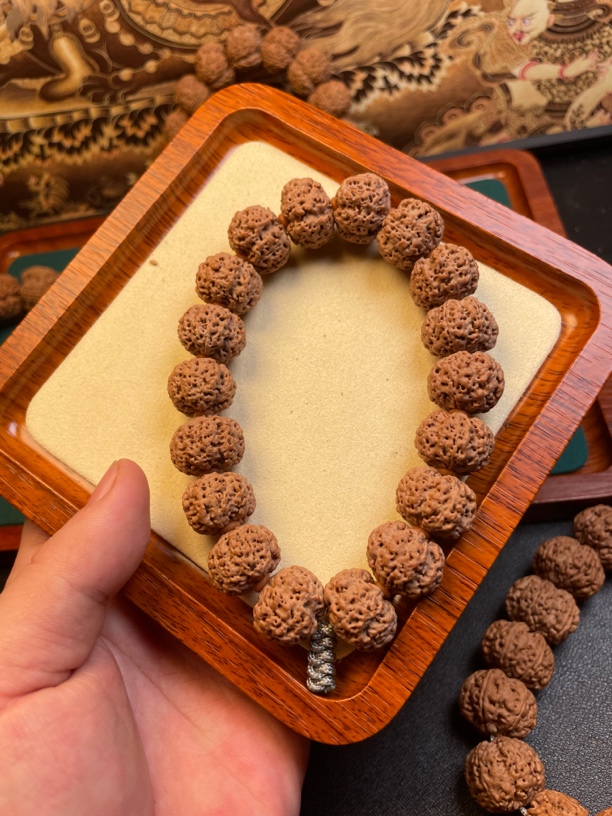 尼泊尔大金刚蜂王梅花满肉19-20-21（原皮）