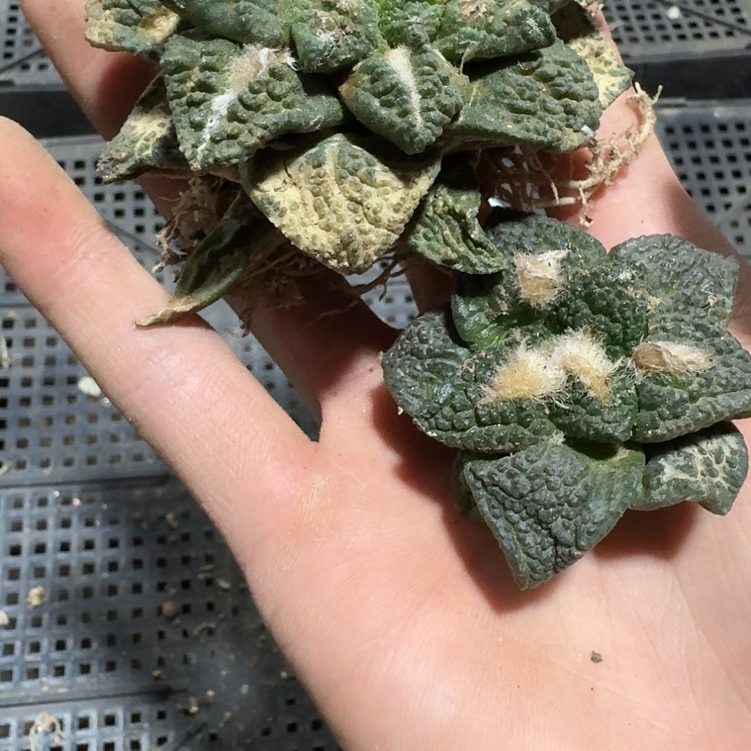 2颗福利仙人球有根