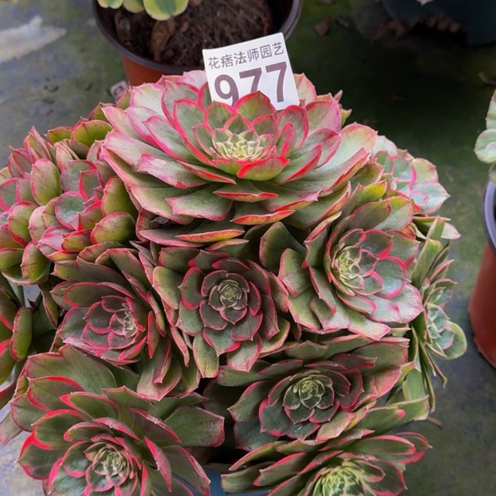 000000000977粉花妖