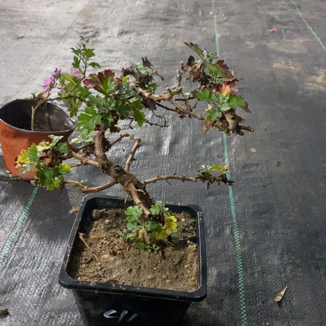 寓***尹无花朵盆景不售后20