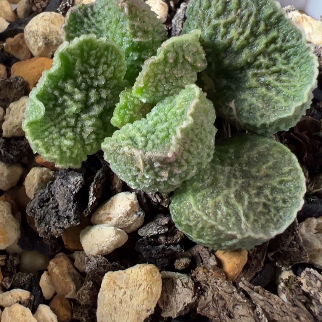 实生新品多肉植物水泡