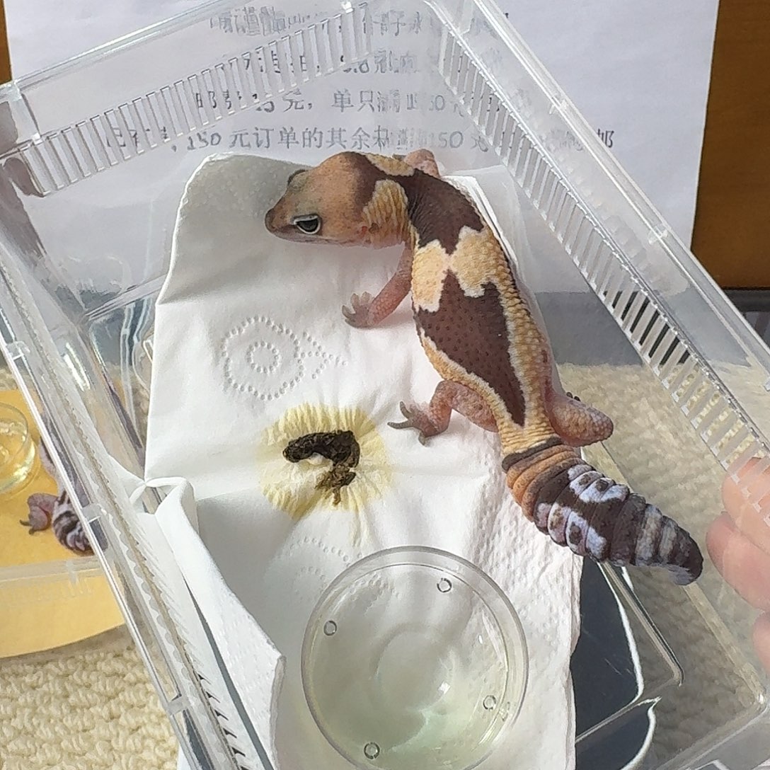 肥尾守宫祖鲁 妹妹