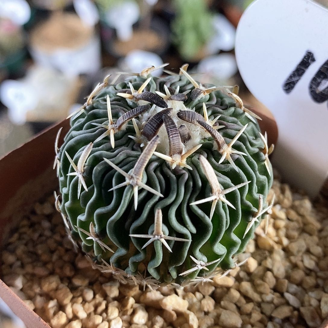 实生太刀岚165号