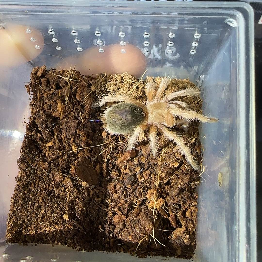 跳蛛难*.玫瑰公有加热