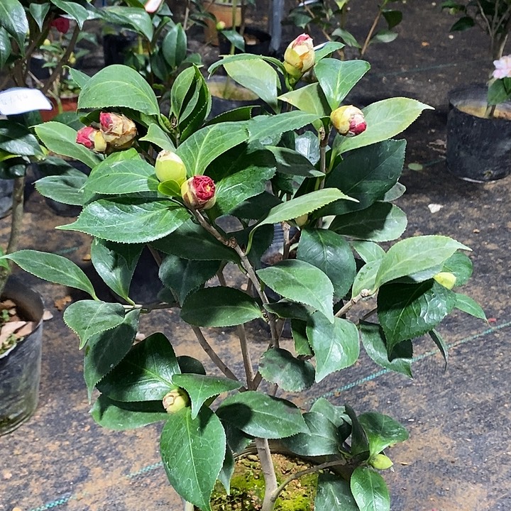 大海轮 带花苞 茶花