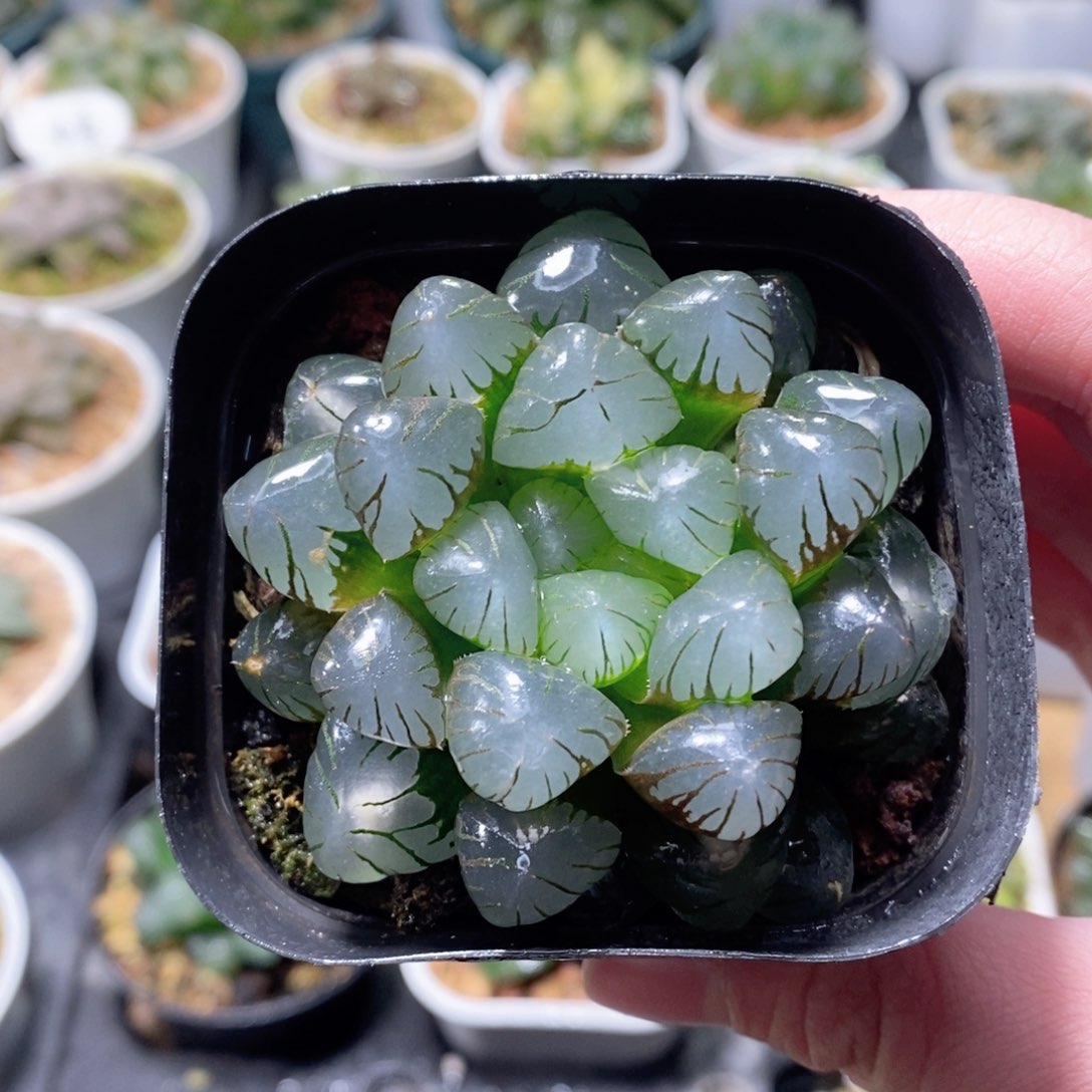 潘氏冰灯玉露多肉植物