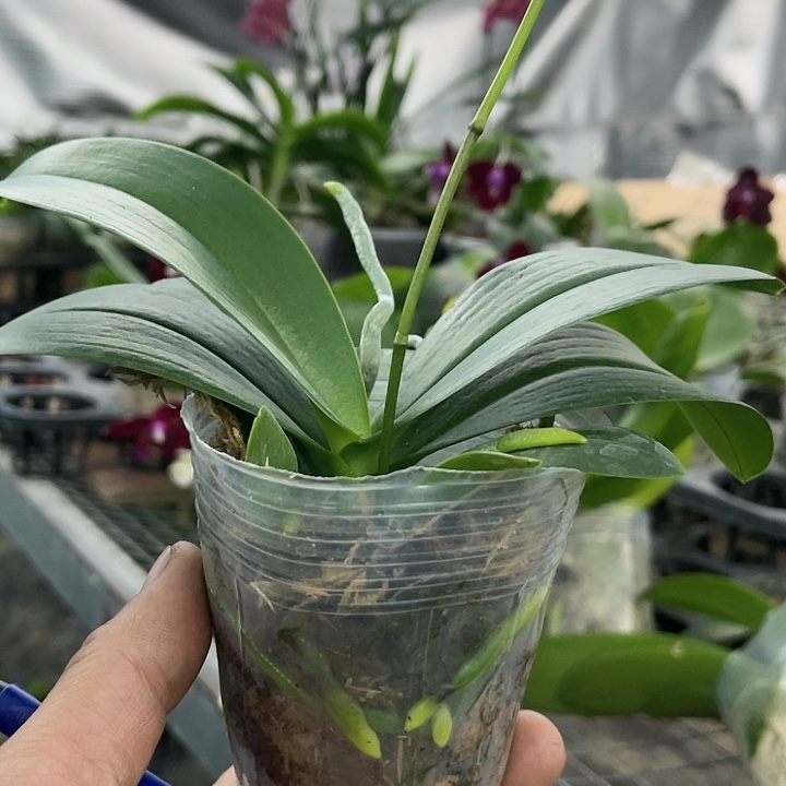 当前无花栽培后可以开花和鸣小水仙