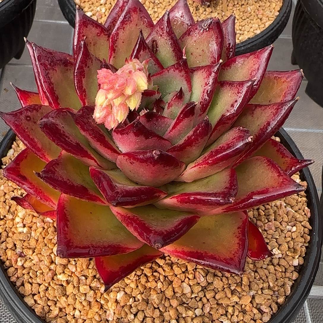 从前慢花园精选麦比乌斯