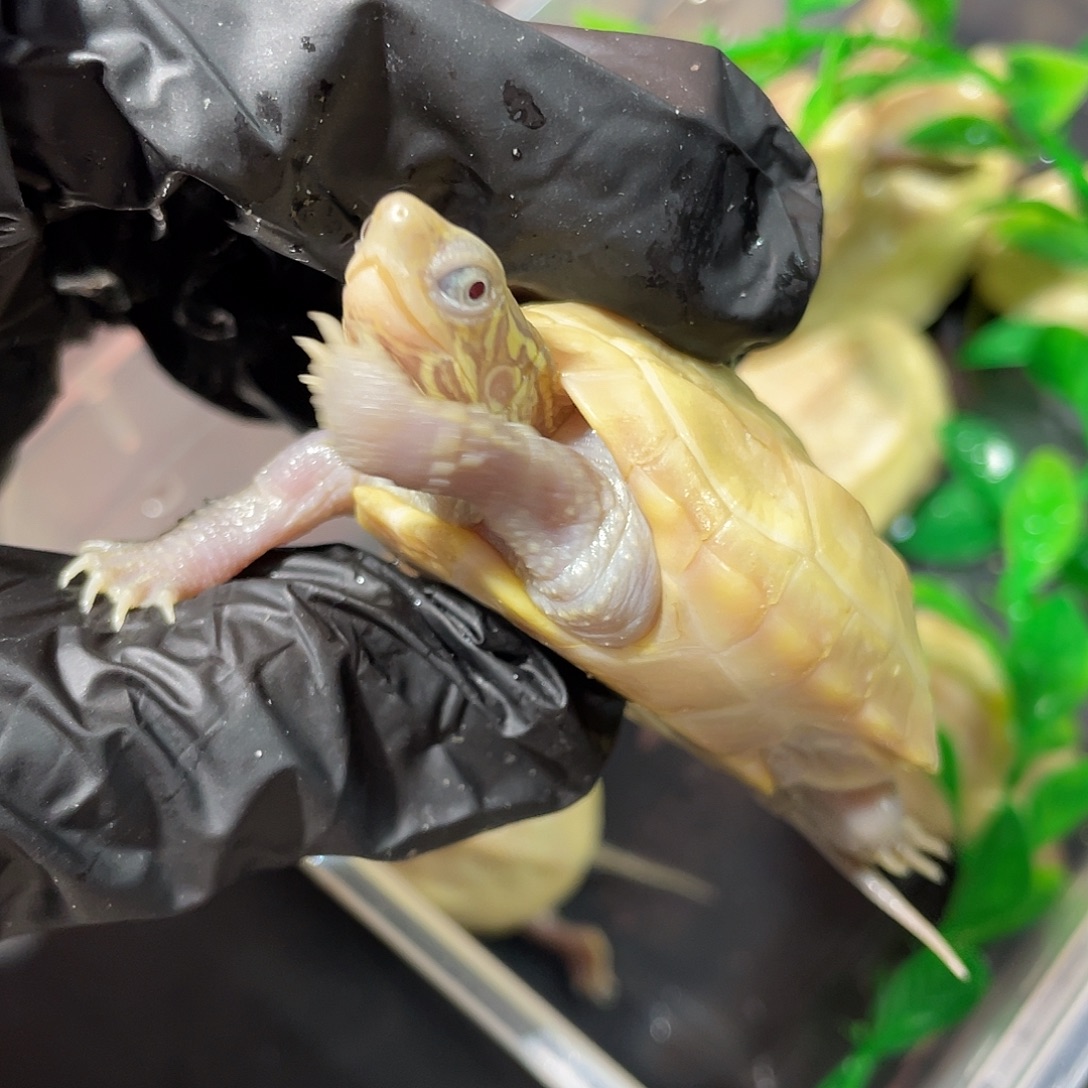 绿毛龟母 pa母草龟龟活体