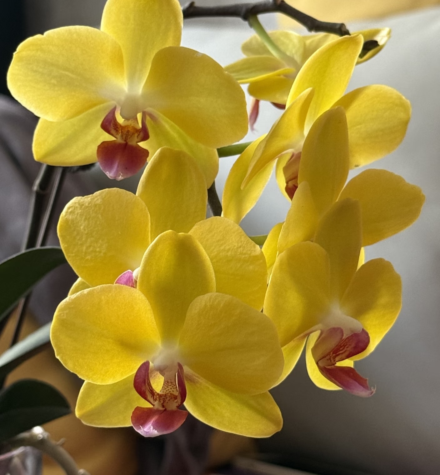 【金币蝴蝶兰】带花带花苞四季开花室内客厅好养花卉盆栽