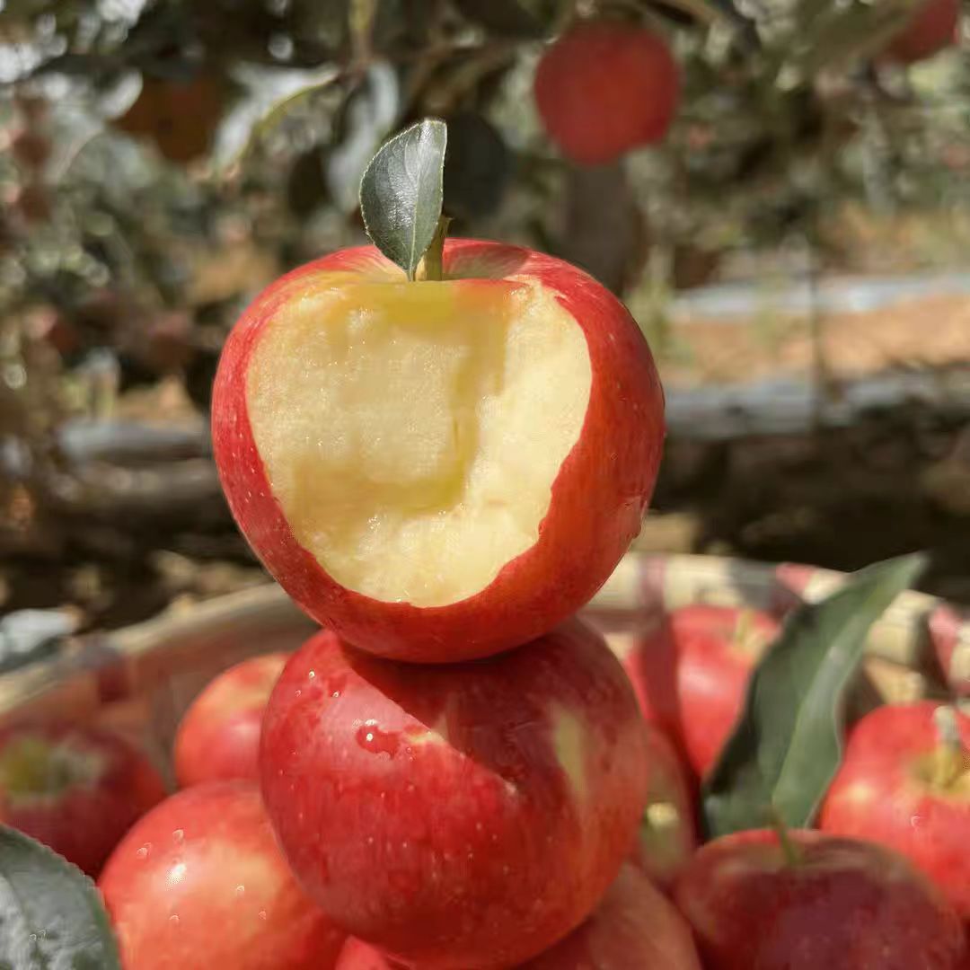 正宗云南高原昭通丑苹果甜脆多汁现摘现发净重5斤装