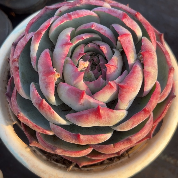 惊鸿仙子多肉植物