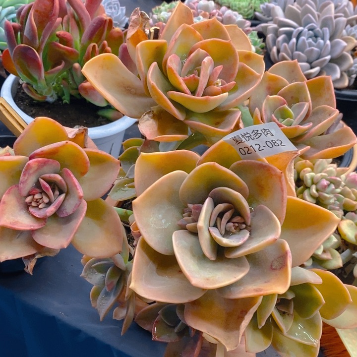 夏悦多肉0212-82赫氏