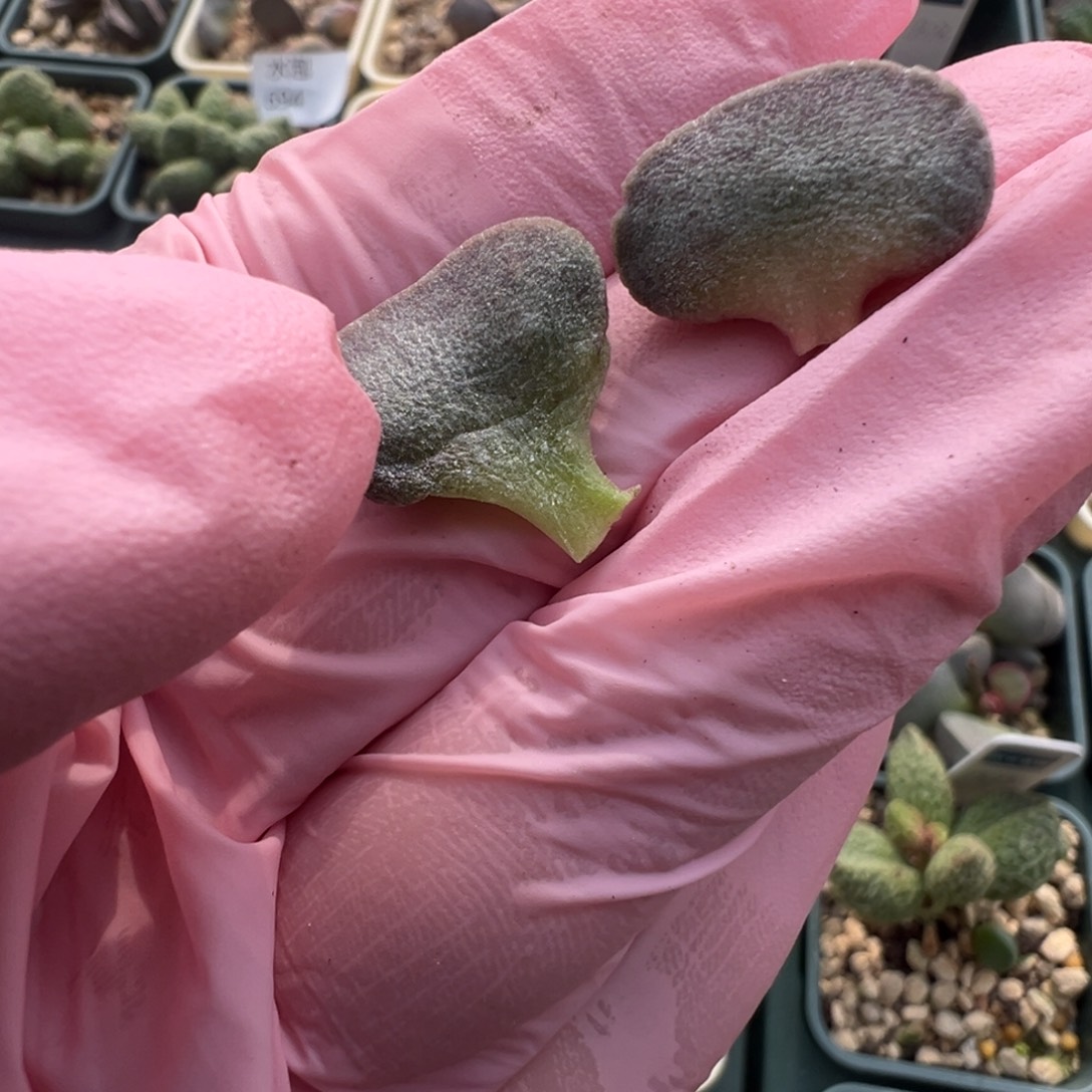 愛***屋693叶片两片福利胖嘟嘟