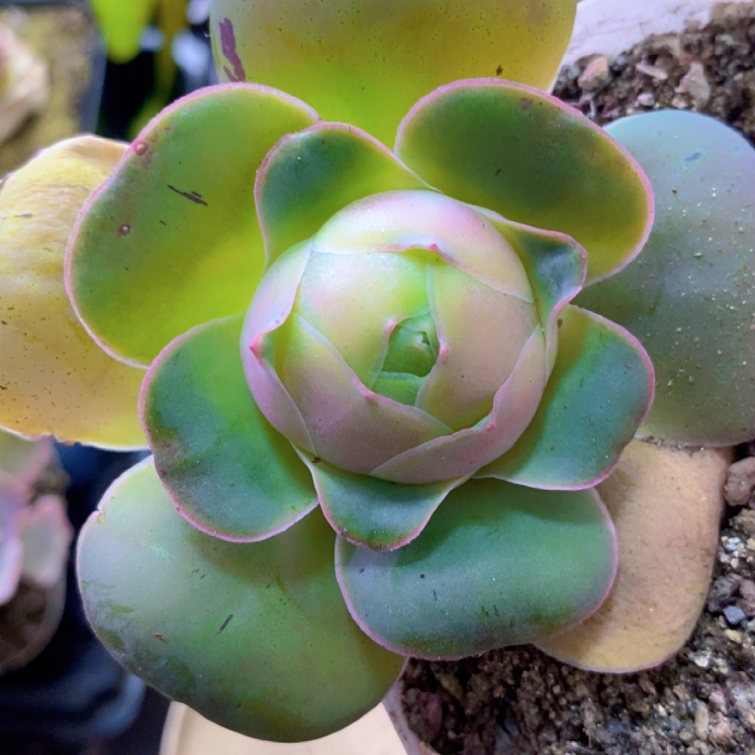 山地玫瑰下播福利一物一拍335帕尔玛