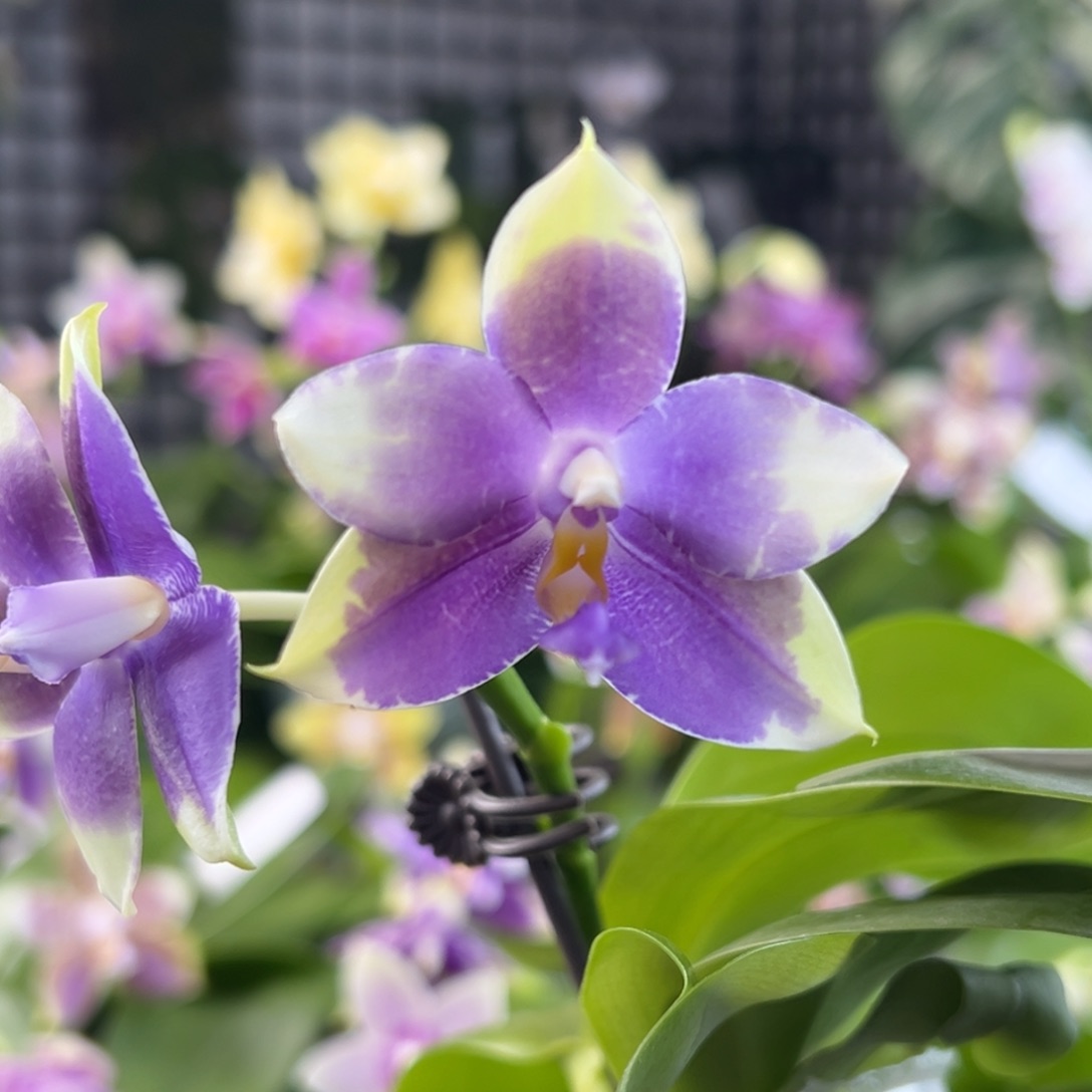 完全开放4号开播福利，78米