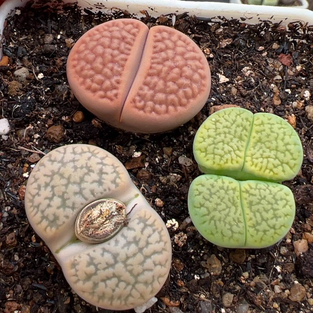 1.18好看的多肉648