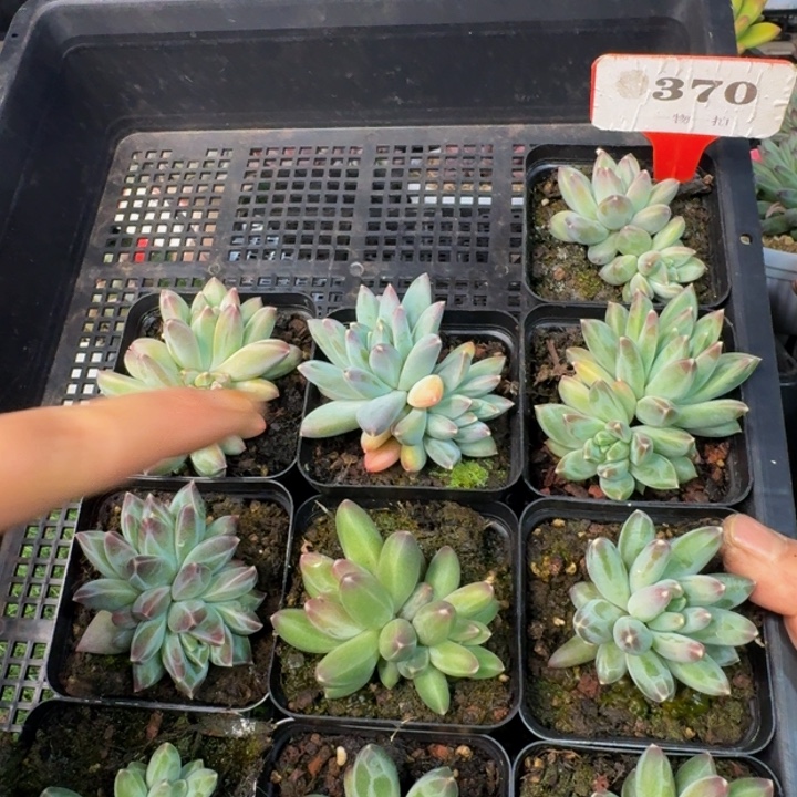 ****妖370多肉植物一物一拍
