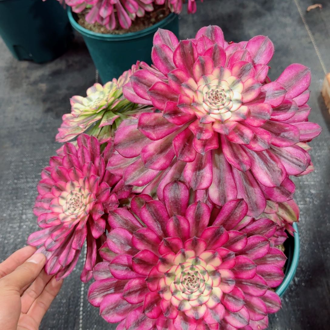 多肉植物发货发货