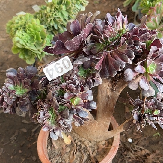 柚***子多肉植物一个欧子094