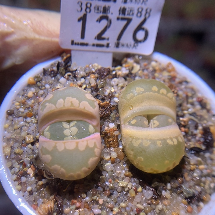 Sss精品生石花1276