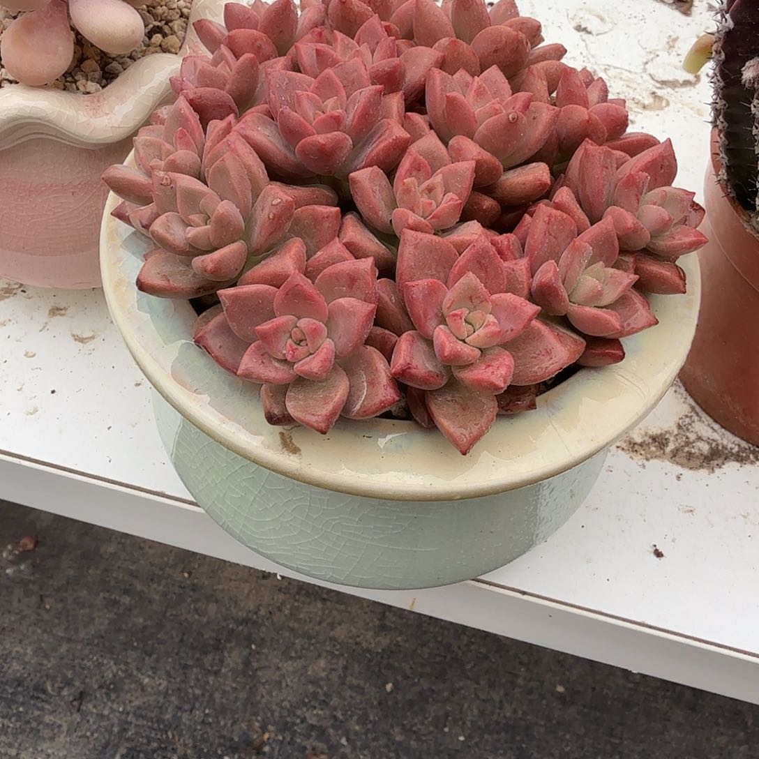 姬胧月带盆多肉植物