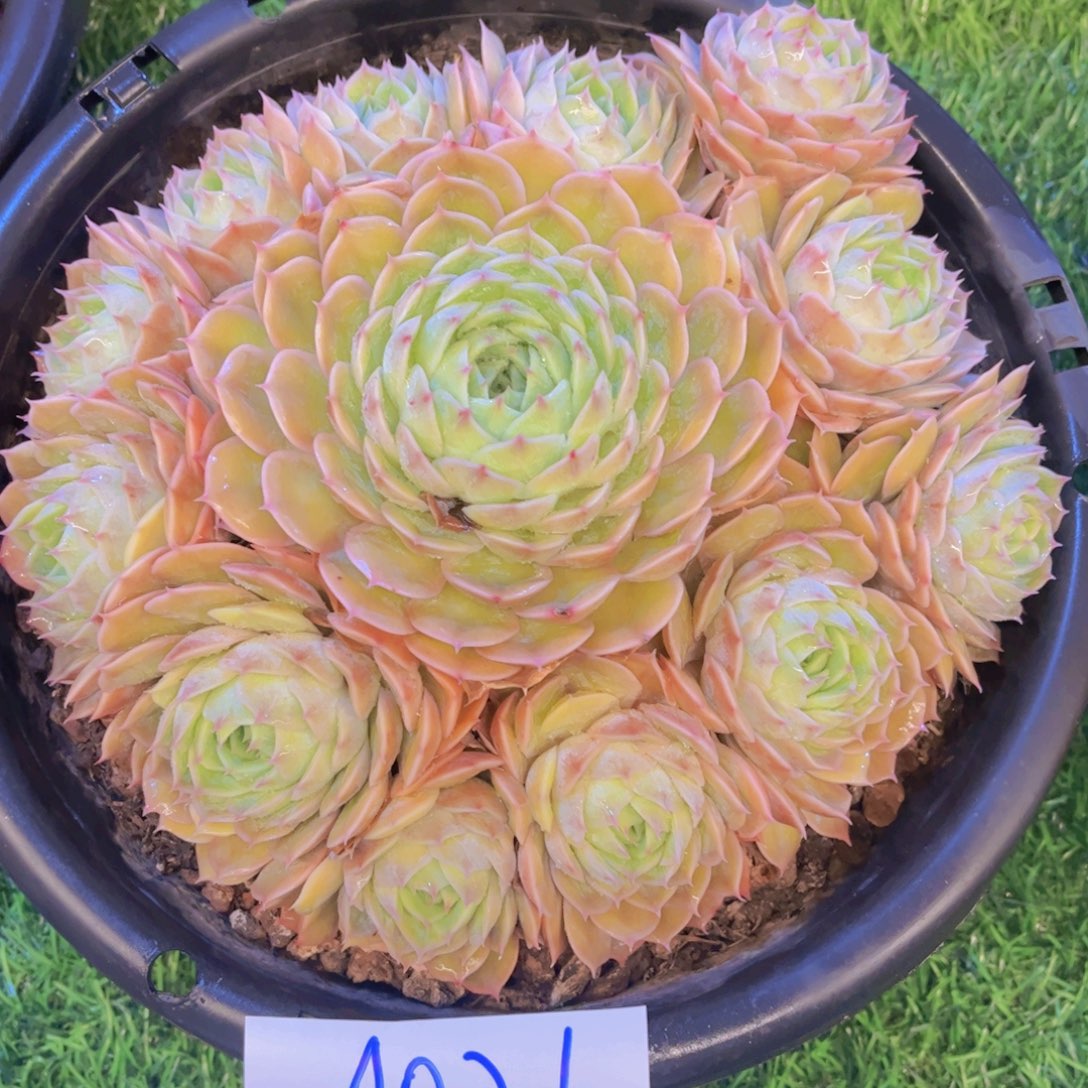 一物一拍A021一颗