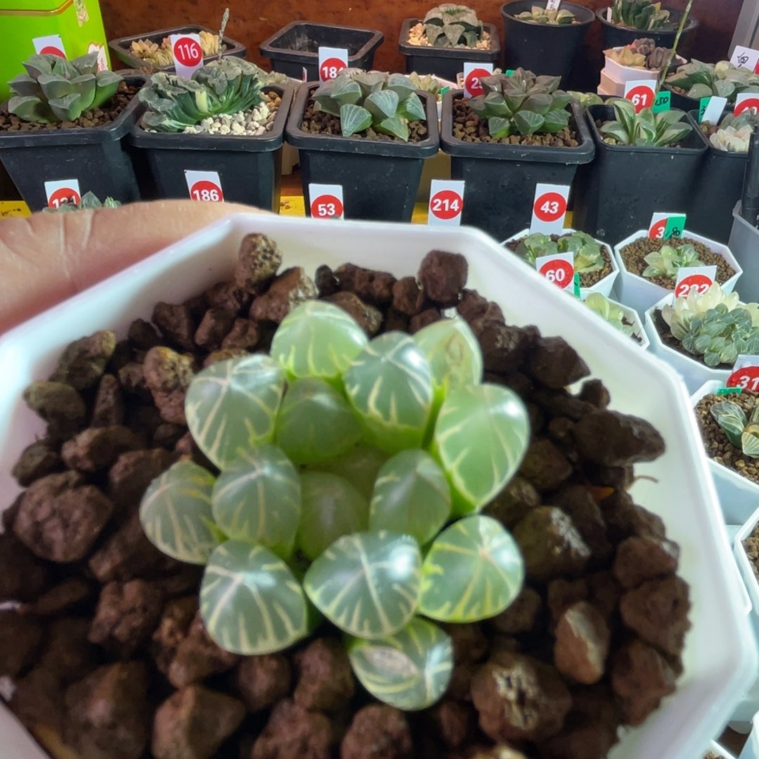 山田黑肌玉露多肉