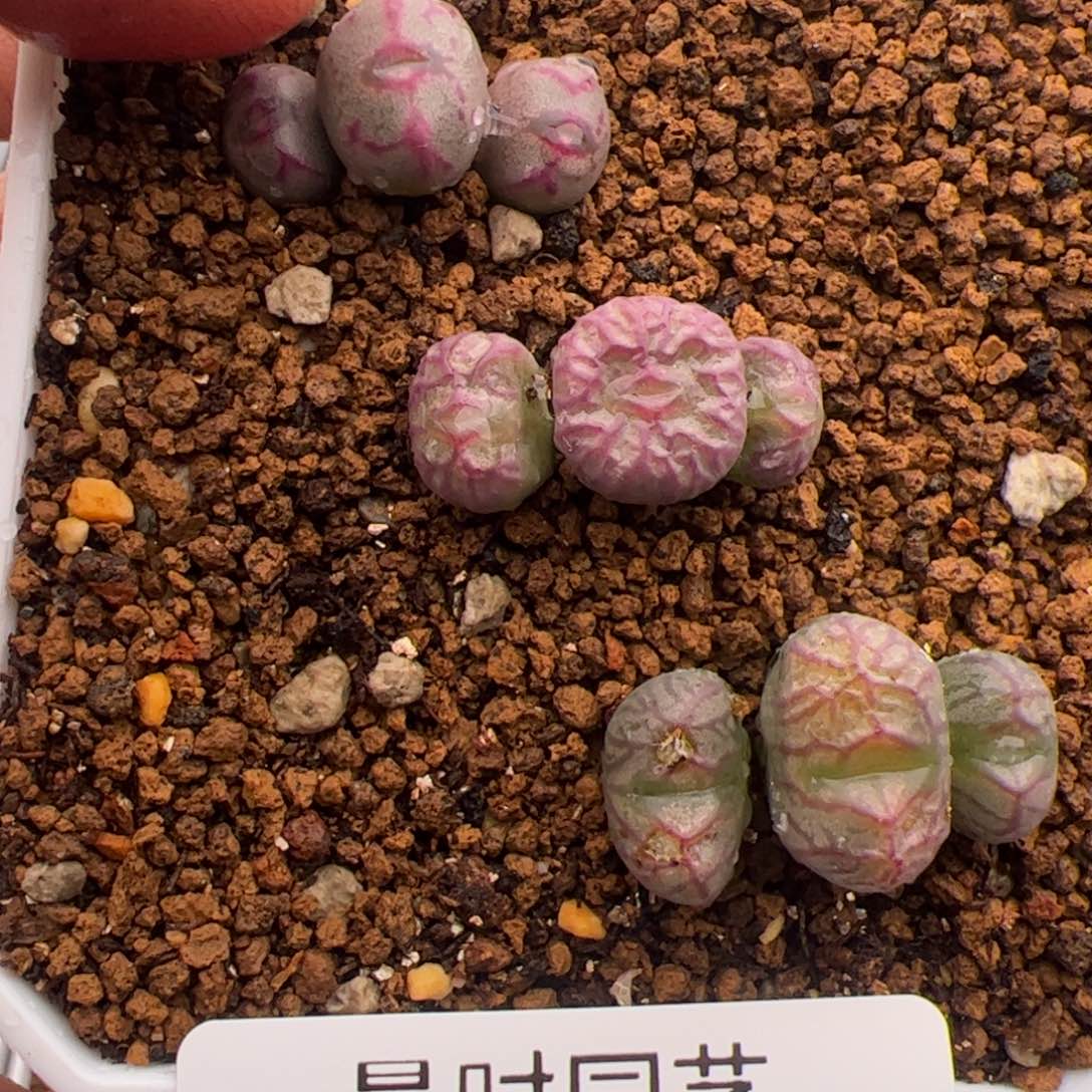 2.19福利杂交多肉植物508