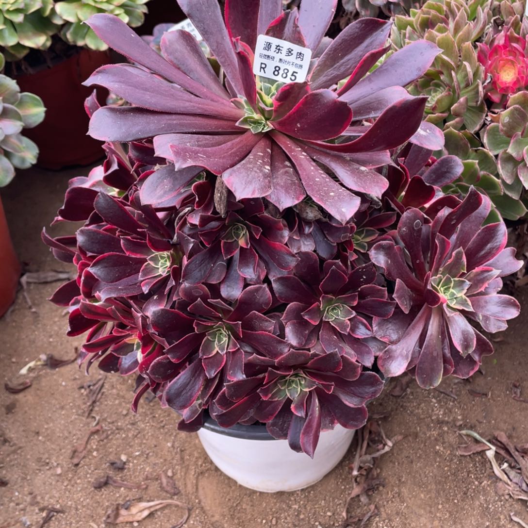 885金丝多肉法师断枝不包