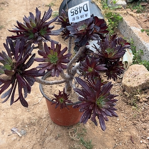 485有砍不包断枝