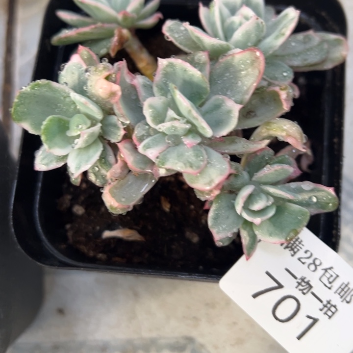 伯克利锦多肉植物701