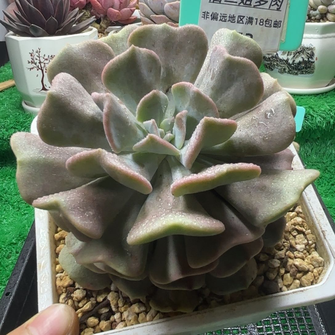 唐二姐多肉编号153