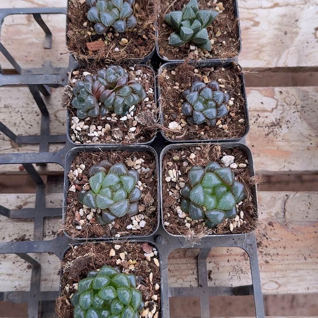 直播福利一物一拍256
