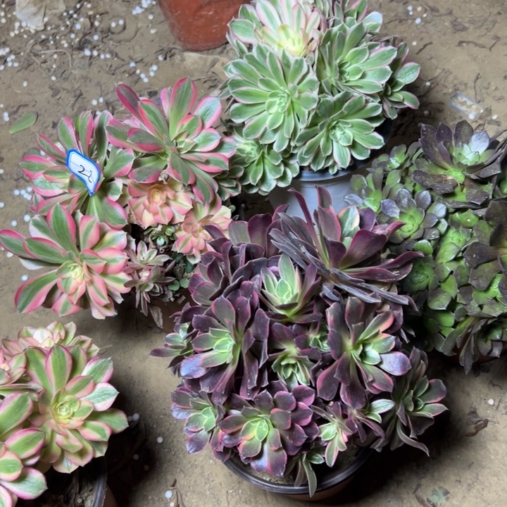 多肉植物有砍过22