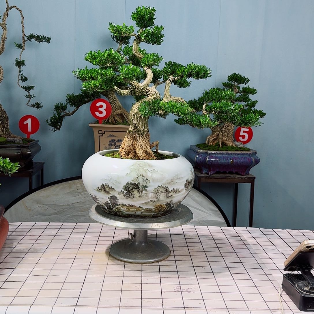 德*广东皱皮雀舌黄杨