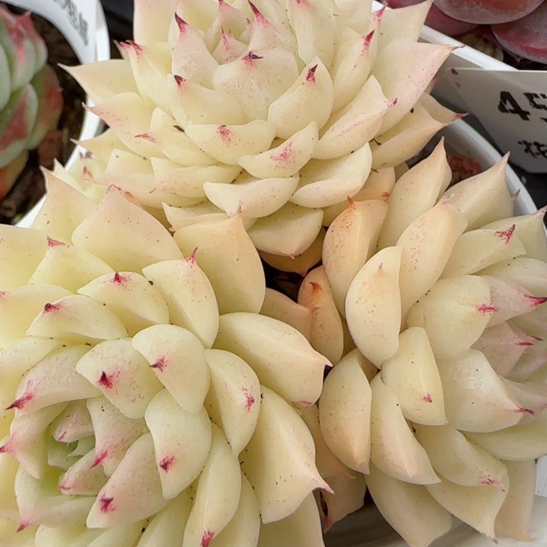 花语逸镜0205-460