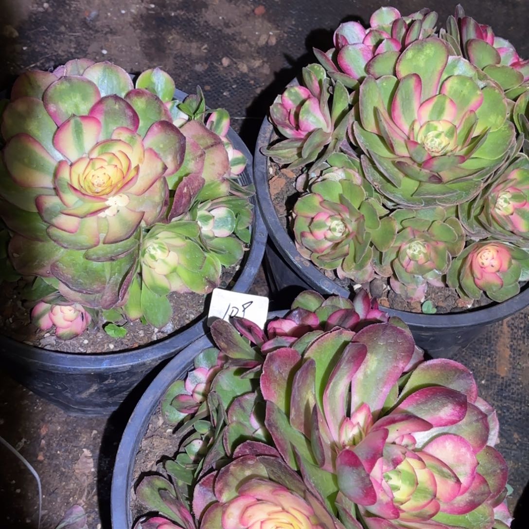 云南多肉植物组拍