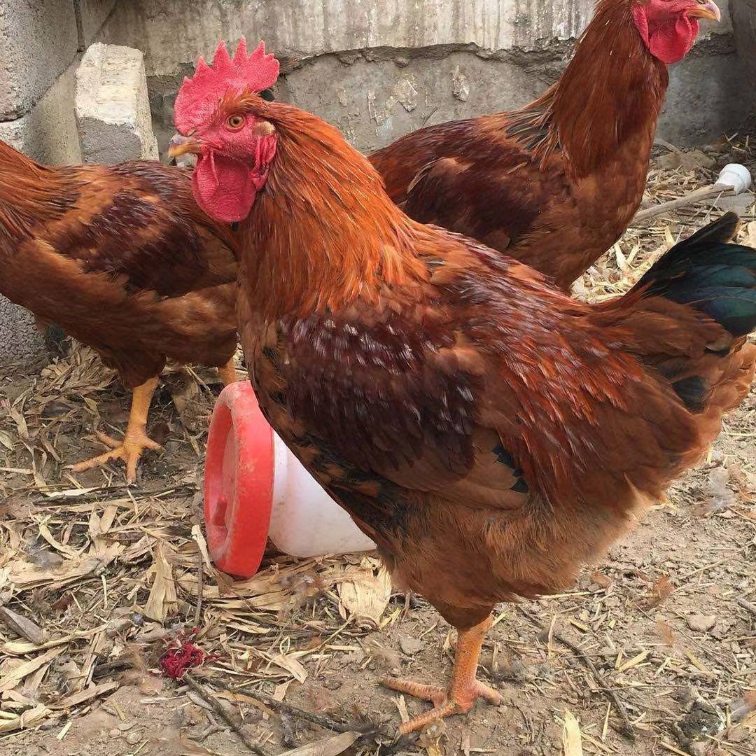 [九斤红]饲料营养均衡适口性强好喂养