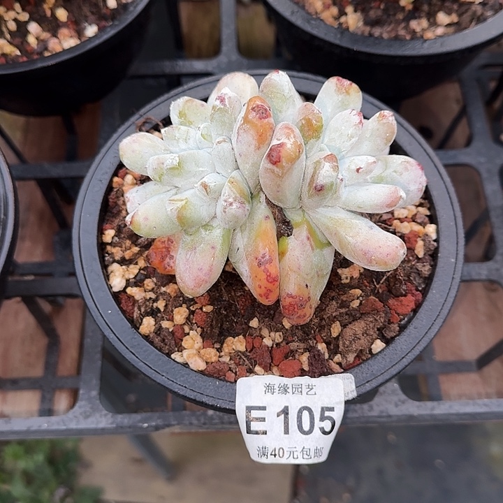 拇指仙女杯一物一拍