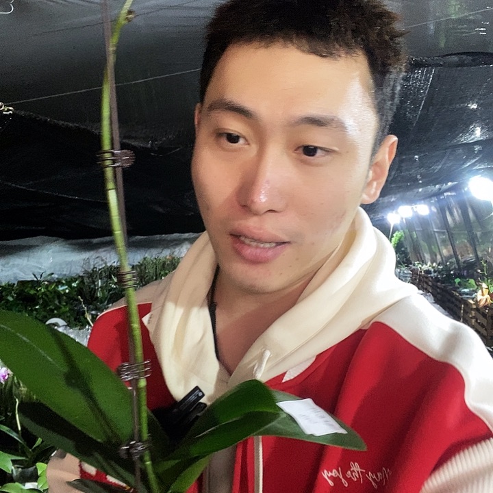 无花朵玛卡龙64蝴蝶兰