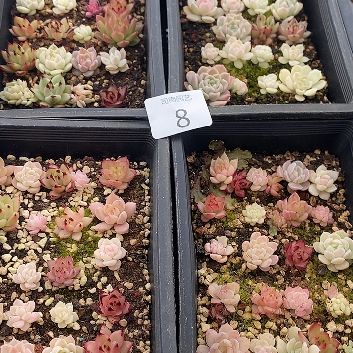 8 多肉植物盆栽花卉