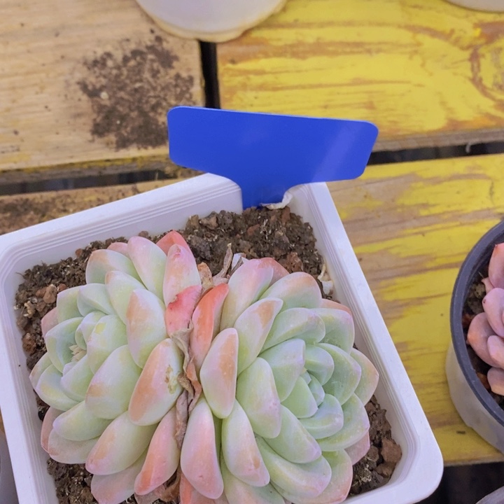 多肉植物，一物一拍