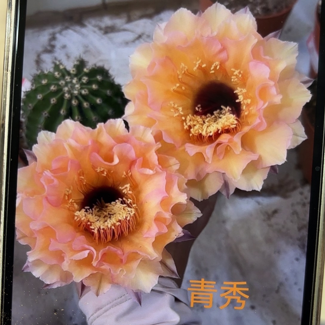 彩草青秀9公分左右